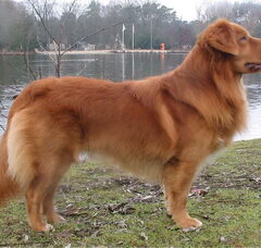 Foto 5 van de pups