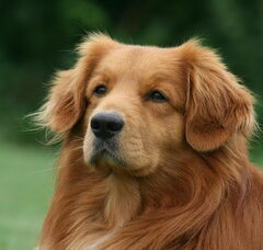 Foto 6 van de pups