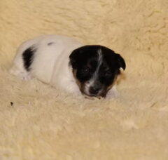 Foto 2 van de pups