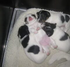 Foto 3 van de pups