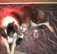 Foto 2 van de pups