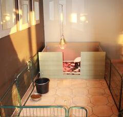 Foto 3 van de pups