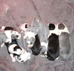 Foto 4 van de pups