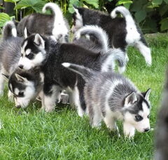 Foto 2 van de pups