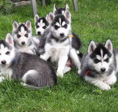 Foto 3 van de pups