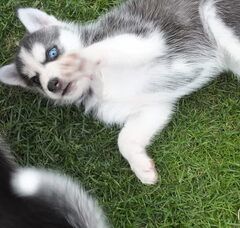 Foto 4 van de pups