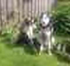 Foto 5 van de pups