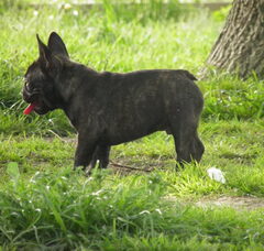Foto 2 van de pups