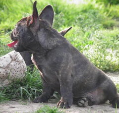 Foto 3 van de pups