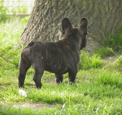 Foto 4 van de pups