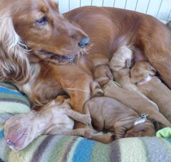 Foto 5 van de pups