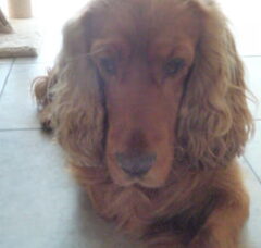 Foto 6 van de pups