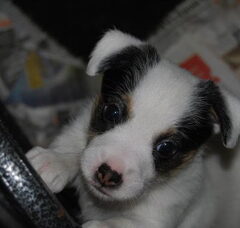 Foto 4 van de pups