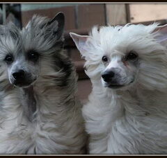 Foto 2 van de pups