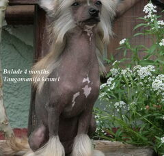 Foto 3 van de pups