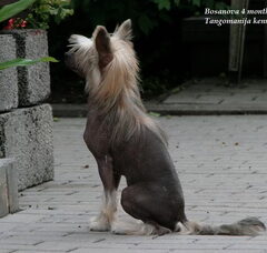 Foto 4 van de pups
