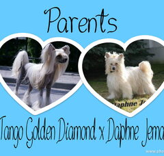 Foto 5 van de pups