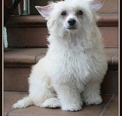 Foto 7 van de pups