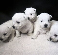 Foto 5 van de pups