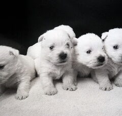 Foto 6 van de pups