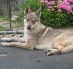 Foto 4 van van 't Aelse Sluske