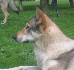 Foto 5 van van 't Aelse Sluske