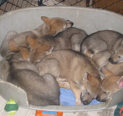Foto 2 van de pups