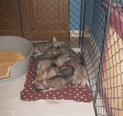 Foto 3 van de pups