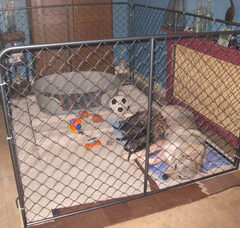 Foto 4 van de pups