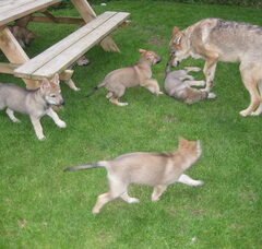 Foto 5 van de pups