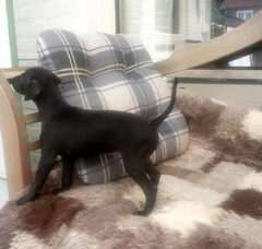 Foto 3 van de pups
