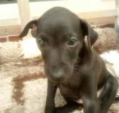 Foto 4 van de pups