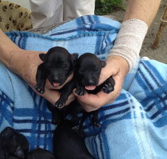 Foto 5 van de pups