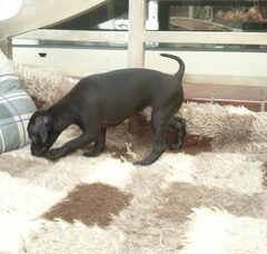 Foto 6 van de pups