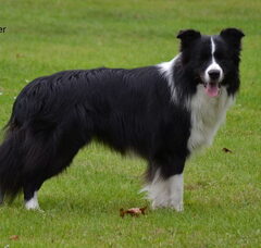 Foto 2 van de pups