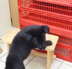 Foto 2 van de pups