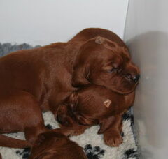 Foto 2 van de pups