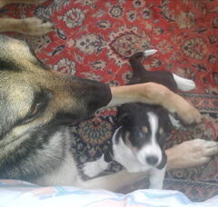 Foto 2 van de pups