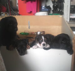 Foto 3 van de pups