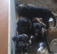 Foto 4 van de pups