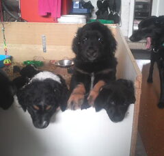 Foto 5 van de pups