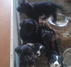 Foto 6 van de pups