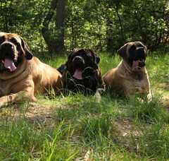 Foto 5 van From The Proud Family
