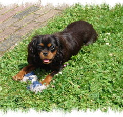 Foto 2 van de pups