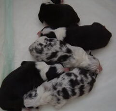 Foto 3 van de pups
