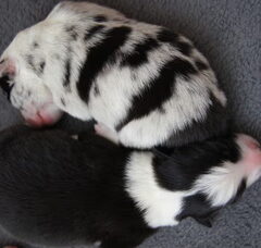 Foto 4 van de pups
