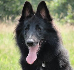 Foto 2 van Groenendaelerkennel " My Black Favorite "