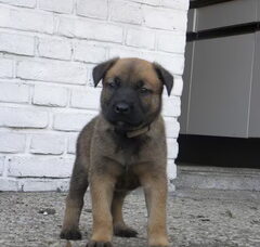 Foto 2 van de pups