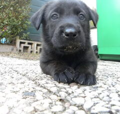 Foto 3 van de pups