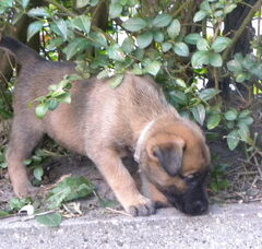Foto 4 van de pups